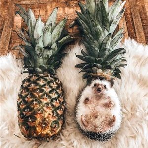 Meet your Posher, Marcelina